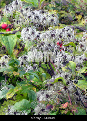 CLEMATIS VITALBA. I viaggiatori di gioia. OLD MANS BARBA Foto Stock