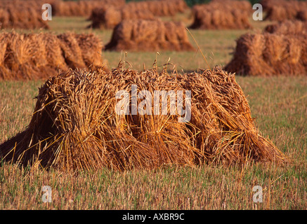 Appena tagliato il frumento essiccamento in shock sulla fattoria Amish vicino a Lancaster in Pennsylvania USA Foto Stock