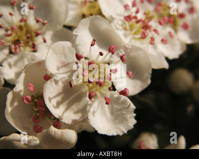 Inglese biancospino, midland biancospino (Crataegus laevigata), Blossom Foto Stock