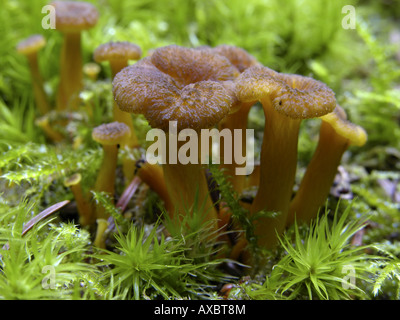 Yellowfoot chanterelle, imbuto chanterelle, winter chanterelle (Craterellus tubaeformis), giovane frutta corpi tra moss Foto Stock