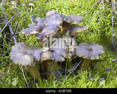 Yellowfoot chanterelle, imbuto chanterelle, winter chanterelle (Craterellus tubaeformis), coppia di corpi fruttiferi tra moss Foto Stock
