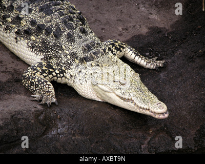 Coccodrillo cubano (Crocodylus rhombifer), giacente Foto Stock