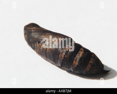 Elephant hawkmoth (Deilephila elpenor), pupa Foto Stock