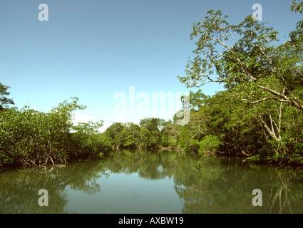 Guatemala fiume attraverso la giungla costa dei Caraibi Foto Stock