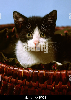 Animali gatti giovani in bianco e nero gattino nel cestino Foto Stock