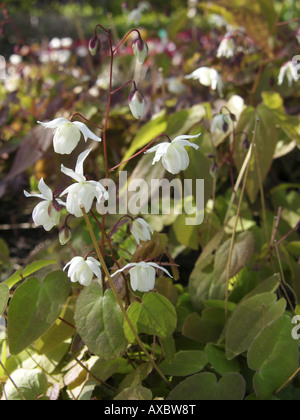 Barrenwort, Goatweed, Vescovo cappello di ali di fata (Epimedium grandiflorum), rigogliosa pianta Foto Stock