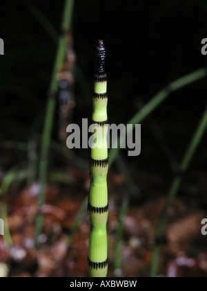 Acqua equiseto (equiseto fluviatile), dettaglio del germoglio Foto Stock