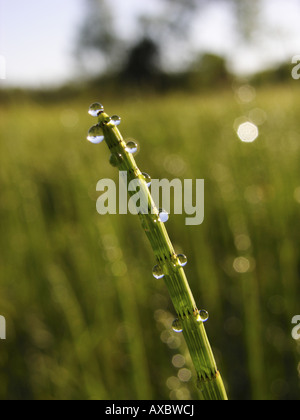 Acqua equiseto (equiseto fluviatile), germogliano con dewdrops Foto Stock