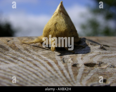 Il bevitore (Euthrix potatoria), seduti su deadwood Foto Stock