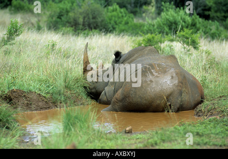 Rinoceronte bianco, quadrato-rhinoceros a labbro, erba rinoceronte (Ceratotherium simum), giacente in acqua, Sud Africa Foto Stock
