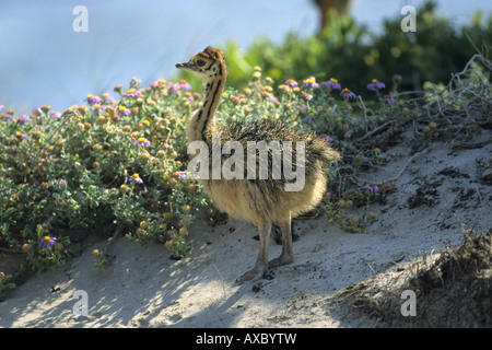 Massai struzzo, struzzo masai, Nord Africa (struzzo Struthio camelus massaicus), giovani su una duna, Sud Africa Foto Stock