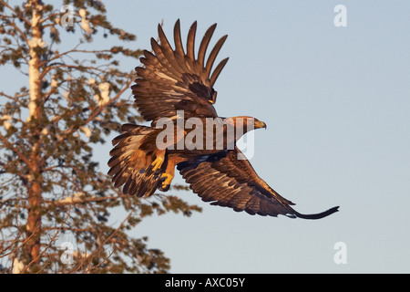 Aquila reale (Aquila chrysaetos), volare nella luce della sera, Finlandia Foto Stock