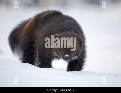 Wolverine (Gulo gulo), passeggiate nella neve, Finlandia, Kuhmo Foto Stock