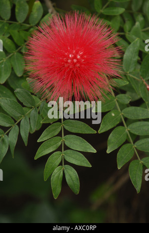 Powderpuff tree (Calliandra spec.), infiorescenza Foto Stock