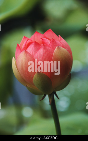 East Indian lotus (Nelumbo nucifera), germoglio di fiore Foto Stock