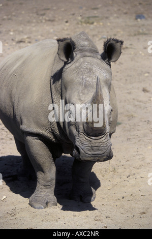 Rinoceronte nero (Diceros simum), il colpo di testa, lo Zoo di San Diego, California, Stati Uniti d'America Foto Stock