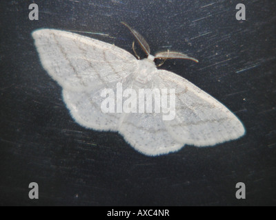 Onda comune (Cabera exanthemata), vista dall'alto Foto Stock