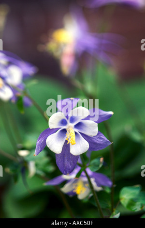 Viola e Bianco fiore Columbine Foto Stock