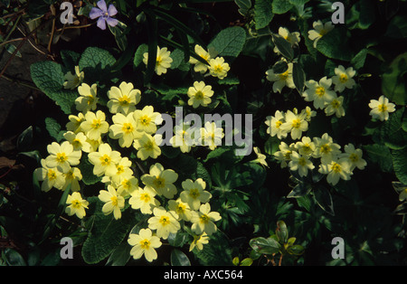 Wild, giallo pallido, unico impianto di Primrose, London, Regno Unito Foto Stock