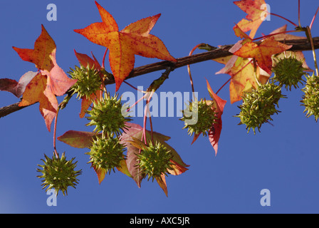 Noce satinato, dolce di gomma, gomma rossa (Liquidambar styraciflua), frutti su un ramoscello Foto Stock