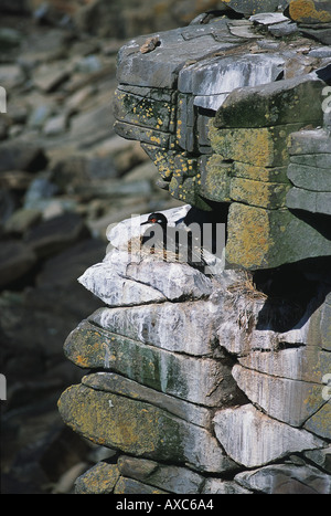 Rock di nidificazione di cormorani sulla battuta di una rupe Foto Stock