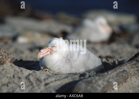 Il gigante del sud petrel pulcino Foto Stock