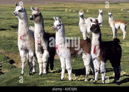 Alpaca (Lama pacos), alpaca su un bofedal vicino a Colchane, Cile Foto Stock