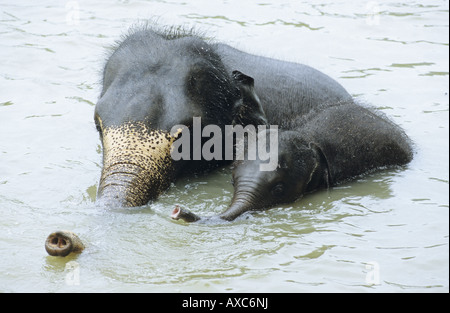 Elefante asiatico, elefante Asiatico (Elephas maximus), giovani elefanti giocare in acqua, Orfanotrofio degli Elefanti di Pinnawela, Sri Lan Foto Stock