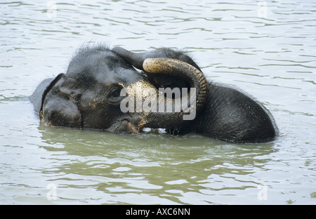 Elefante asiatico, elefante Asiatico (Elephas maximus), giovani elefanti giocare in acqua, Orfanotrofio degli Elefanti di Pinnawela, Sri Lan Foto Stock