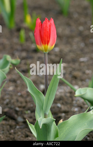 CLOSE UP RED TULIP Foto Stock