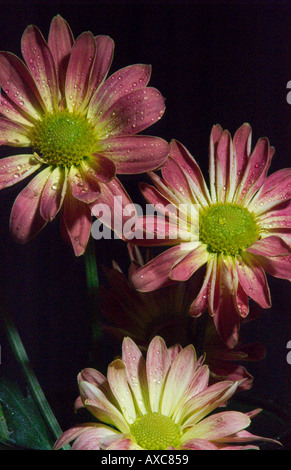 Studio ancora in vita di rosa e viola margherite Foto Stock