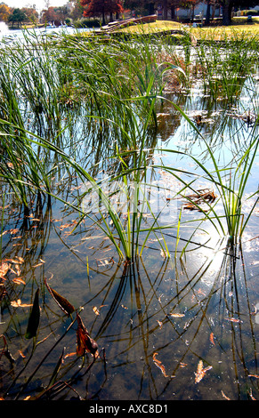 Annaffiare le piante in crescita in Leonhardt laguna di fronte al Museo di Storia Naturale di Dallas Texas presso la State Fair Park Foto Stock