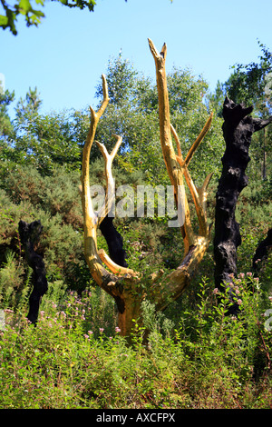 Albero d'oro (arbre d'Or di Francois Davin) in Val sans retour a Foret de Paimpont, Ille-et-Vilaine, Bretagna, Francia Foto Stock