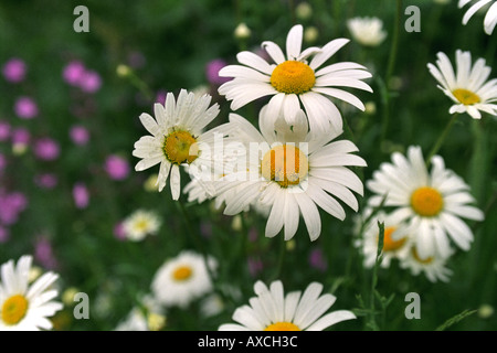 Luna DAISYS IN UN CAMPO DI fiori selvatici DORSET REGNO UNITO Foto Stock