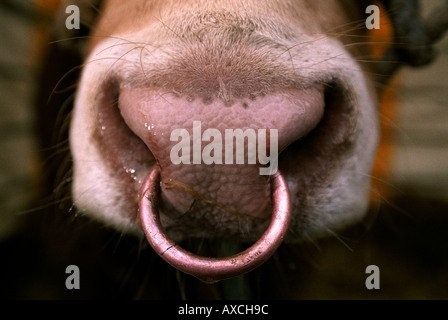 CLOSE UP dettaglio di un naso anello su una LIMOUSIN BULL presso il Royal Bath e WEST SHOW vicino a Shepton Mallet in SOMERSET REGNO UNITO Foto Stock