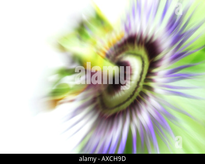 Abstract close up fiore della passione in motion blur Foto Stock