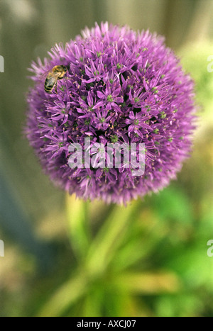 Un miele delle api SU UN ALLIUM fiorisce in un giardino nel DORSET REGNO UNITO Foto Stock
