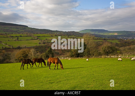 Cavalli e pecore in Barrow Valley, vicino a St Mullins, nella contea di Carlow, Irlanda Foto Stock