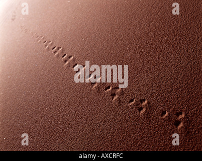 Animale via nel deserto di Merzouga Marocco Foto Stock