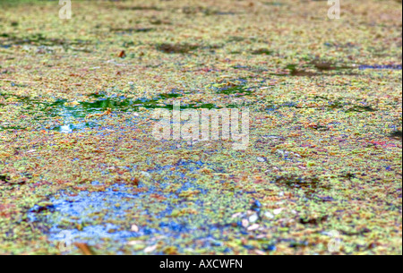 Bellissimo laghetto colorato erbaccia e alghe fa una bella natura sfondo Foto Stock