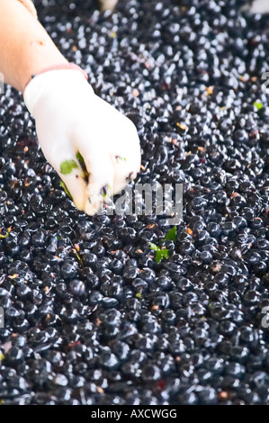 Selezione a mano il cattivo uva ad un tavolo di cernita. Il Merlot. Chateau Paloumey, Haut Medoc, Bordeaux, Francia. Foto Stock