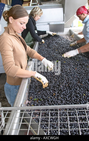 Selezione a mano il cattivo uva ad un tavolo di cernita. Il Merlot. Chateau Paloumey, Haut Medoc, Bordeaux, Francia. Foto Stock