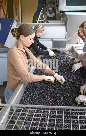 Selezione a mano il cattivo uva ad un tavolo di cernita. Il Merlot. Chateau Paloumey, Haut Medoc, Bordeaux, Francia. Foto Stock