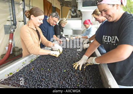 Selezione a mano il cattivo uva ad un tavolo di cernita. Il Merlot. Chateau Paloumey, Haut Medoc, Bordeaux, Francia. Foto Stock