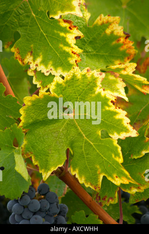 Foglia di vite. Il Merlot. Il Cabernet Franc. Chateau Paloumey, Haut Medoc, Bordeaux, Francia. Foto Stock