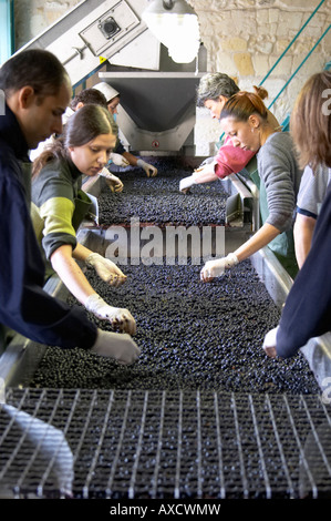 Selezione a mano il cattivo uva ad un tavolo di cernita. Il Merlot. Chateau Kirwan, Margaux Medoc, Bordeaux, Francia Foto Stock