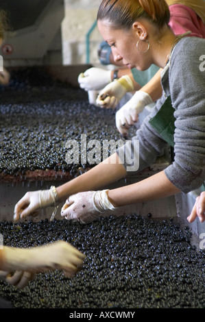 Selezione a mano il cattivo uva ad un tavolo di cernita. Il Merlot. Chateau Kirwan, Margaux Medoc, Bordeaux, Francia Foto Stock