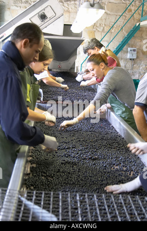 Selezione a mano il cattivo uva ad un tavolo di cernita. Il Merlot. Chateau Kirwan, Margaux Medoc, Bordeaux, Francia Foto Stock