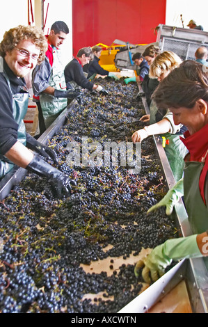 Selezione a mano il cattivo uva ad un tavolo di cernita. Chateau Haut Marbuzet, Saint Estephe, medoc, Bordeaux, Francia Foto Stock