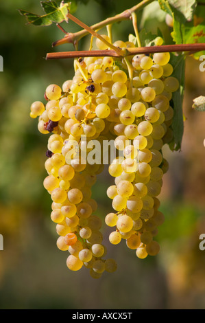 I grappoli di uva matura. Ugni Blanc. Bordeaux, Francia Foto Stock